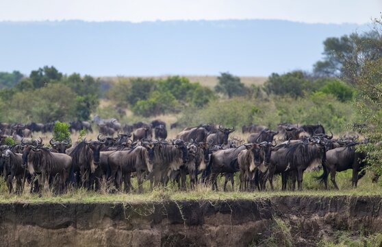 Wildebeest (Connochaetes taurinus) on the river bank, migrating herd of wildebeest, Great Migration on the Mara River, Serengeti National Park, Tanzania