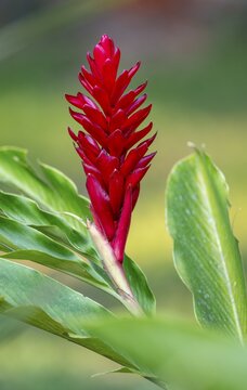 Red ginger lily (Alpinia purpurata), red flower, Bigodi, Uganda