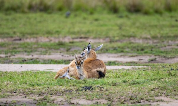Serengeti Thomson's Gazelle (Eudorcas nasalis), mother and young, Serengeti National Park, Tanzania