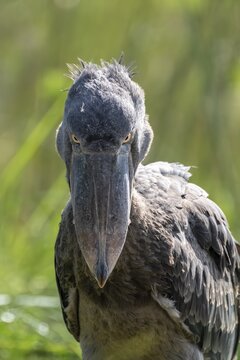 Shoebill (Balaeniceps rex), juvenile, animal portrait, evil eye, swamps of Mabamba, Lake Victoria, Uganda
