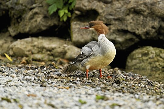 Goosander (Mergus merganser), female on the shore, Lake Zug, Cham, Canton Zug, Switzerland