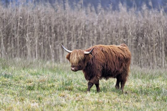 Highland cattle (Bos taurus), adult animal standing in a meadow, Reussspitz nature reserve, Maschwanden, Canton of Zurich, Switzerland