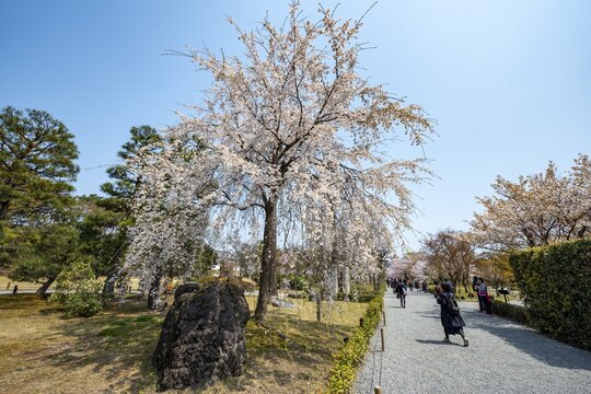 Blooming cherry trees in Seiryu-en Garden, Sakura, former imperial villa Nijo Castle, Kyoto, Japan