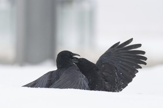 Two fighting crows (Corvus corone) in the snow, Hesse, Germany