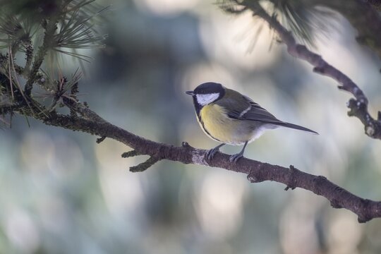 Great Tit (Parus major), Emsland, Lower Saxony, Germany