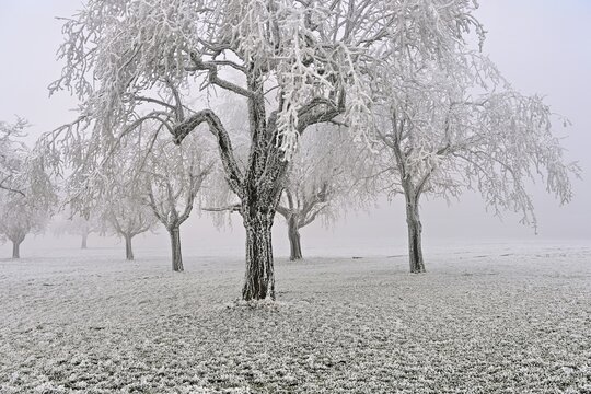 Row of trees with hoarfrost, Lindenberg, Freiamt, Canton of Aargau, Switzerland
