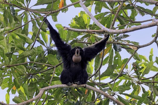 Siamang (Symphalangus syndactylus), adult, on tree, calling, Southeast Asia