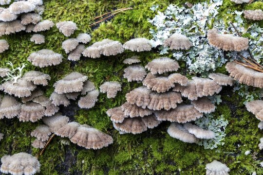 Tree fungus, Split Gill (Schizophyllum commune), on dead tree trunk, Dar&szlig;wald, Dar&szlig;, Fischland-Dar&szlig;-Zingst, National Park Vorpommersche Boddenlandschaft, Mecklenburg-Vorpommern, Germany