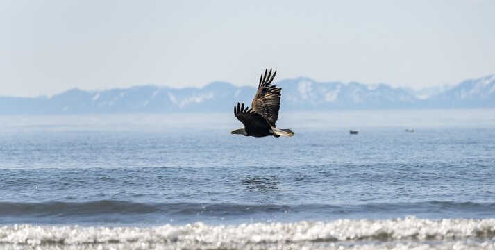 Bald eagle (Haliaeetus leucocephalus) in flight, Anchor Point at Cook Inlet, white mountain peaks of the Aleutian chain in the background, Anchor River State Recreation Area, Alaska, USA