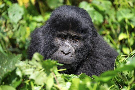 Mountain gorilla (Gorilla berengei berengei), Bwindi Impenetrable National Park, Uganda