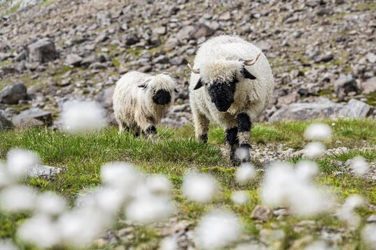 Two Valais Blacknose sheep (Ovis gmelini aries), in meadow with flowering white cotton grass, high alpine mountain valley, Obere Senner Egete, Stubai Alps, near Ridnaun, South Tyrol, Italy