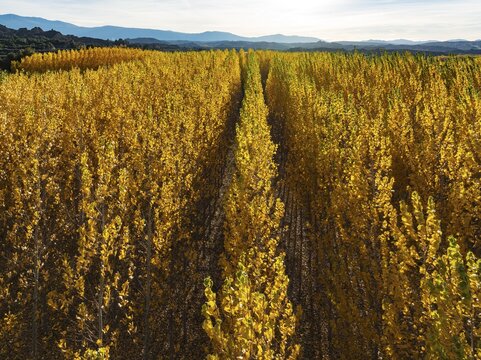 European Aspen (Populus tremula) in autumnal colours. Cultivated for timber. Aerial view. Drone shot. Granada province, Andalusia, Spain