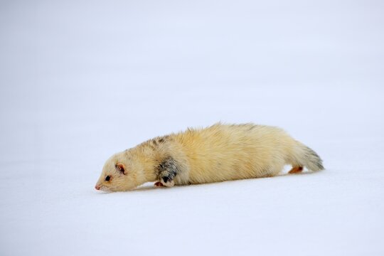 Ferret (Mustela putorius furo), adult, albino, in winter, in the snow, Bohemian Forest, Czech Republic