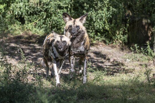 African wild dogs (Lycaon pictus), captive, Germany