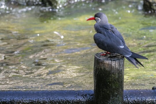 Inca tern (Larosterna inka), captive, Germany