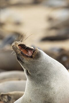 Cape Fur Seal (Arctocephalus pusillus) . Yawning. Cape Cross Seal Reserve, Skeleton Coast, Dorob National Park, Namibia