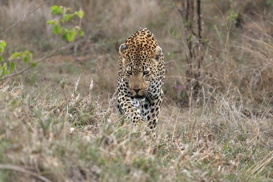 Leopard (Panthera pardus), adult, running, stalking, Sabi Sand Game Reserve, Kruger National Park, South Africa