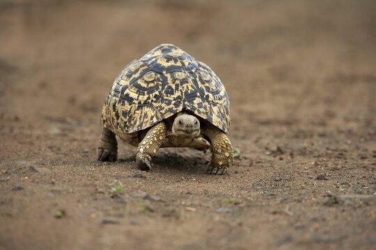 Leopard tortoise (Testudo pardalis), adult, walking, foraging, Kruger National Park, South Africa