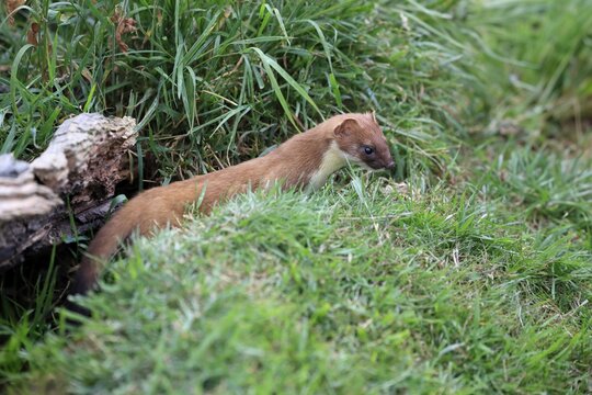 Ermine (Mustela erminea), Greater Weasel, stoat, adult, alert, Surrey, England, Great Britain