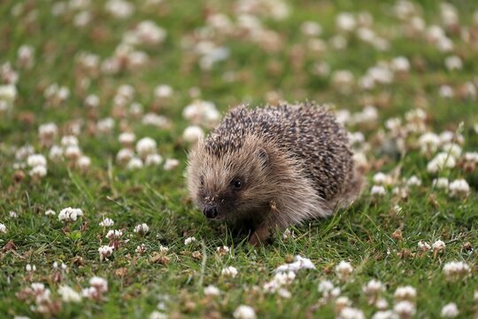 European hedgehog (Erinaceus europaeus), adult, daytime, meadow, running, foraging, Surrey, England, Great Britain