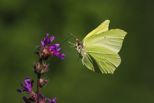 Brimstone (Gonepteryx rhamni) approaching flower of purple loosestrife (Lythrum salicaria), Hesse, Germany