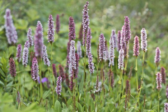 Meadow bistort (Bistorta officinalis), meadow knotweed, Emsland, Lower Saxony, Germany