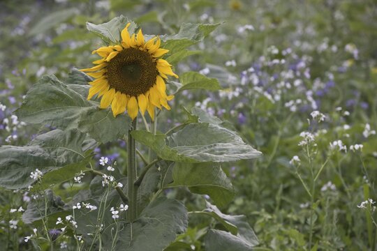 Sunflower (Helianthus annuus) and scorpion-weed (Phacelia), Emsland, Lower Saxony, Germany