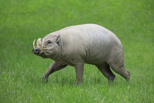 North sulawesi babirusa (Babyrousa celebensis), adult, male, running, foraging, captive, Sulawesi