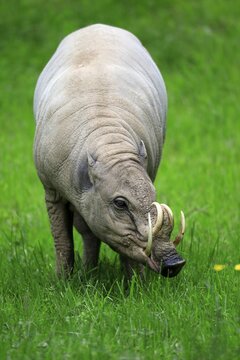 North sulawesi babirusa (Babyrousa celebensis), adult, male, foraging, captive, Sulawesi