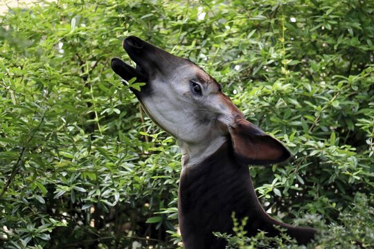 Okapi (Okapia johnstoni), adult, foraging, portrait, captive