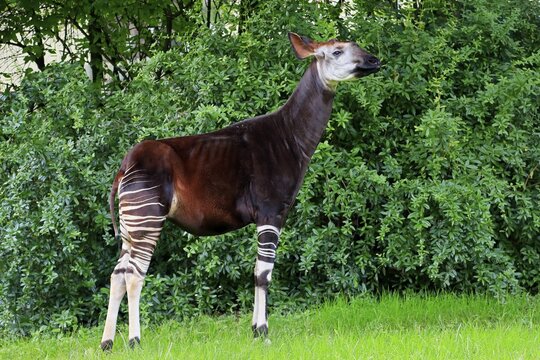 Okapi (Okapia johnstoni), adult, foraging, captive