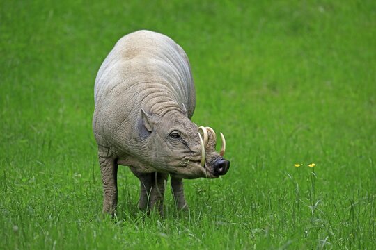 North sulawesi babirusa (Babyrousa celebensis), adult, male, foraging, captive, Sulawesi