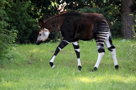 Okapi (Okapia johnstoni), adult, running, captive