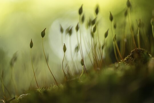 Beech (Fagus) saplings on forest floor in morning light, Mindelheim, Unterallg&auml;u, Bavaria, Germany