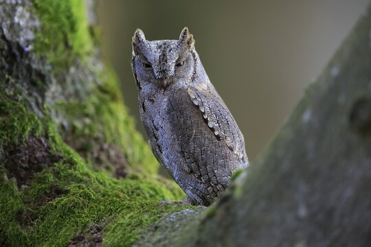 European scops owl (Otus scops), adult, on tree, in autumn, alert, Bohemian Forest, Czech Republic