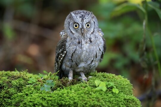 European scops owl (Otus scops), adult, on tree, in autumn, alert, Bohemian Forest, Czech Republic