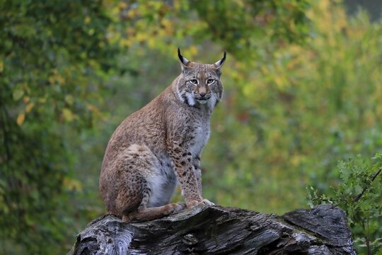Eurasian lynx (Lynx lynx), adult, sitting on dead tree trunk, alert, Germany