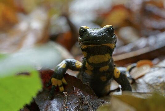 Fire salamander (Salamandra salamandra) in the forest habitat, Hesse, Germany
