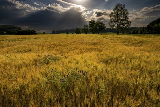 Grain field with thunderstorm sky in morning light, Mindelheim, Unterallg&auml;u, Swabia, Bavaria, Germany