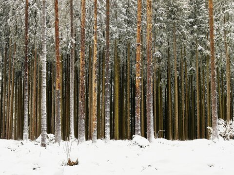 Dead spruce, after infestation and feeding by the european spruce (Picea abies) bark beetle (Ips typographus) or book printer, Canton Aargau, Switzerland