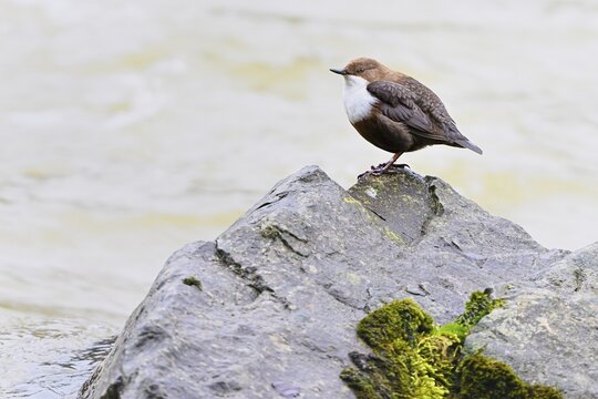 White-throated Dipper or white-breasted dipper (Cinclus cinclus), standing on stone, Switzerland