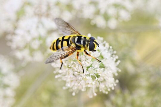 Dangling sunlover (Helophilus pendulus), on flower, Switzerland