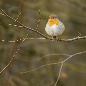 European robin (Erithacus rubecula), sitting on branch, Switzerland