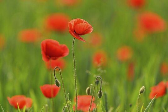 Poppy flowers (Papaver rhoeas), flowering, Canton Zug, Switzerland