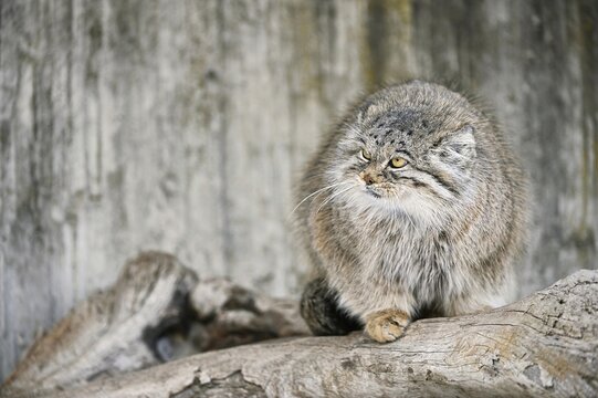 Manul or Pallas' cat (Felis manul), adult, captive, occurrence Central Asian highlands, Afghanistan, Mongolia