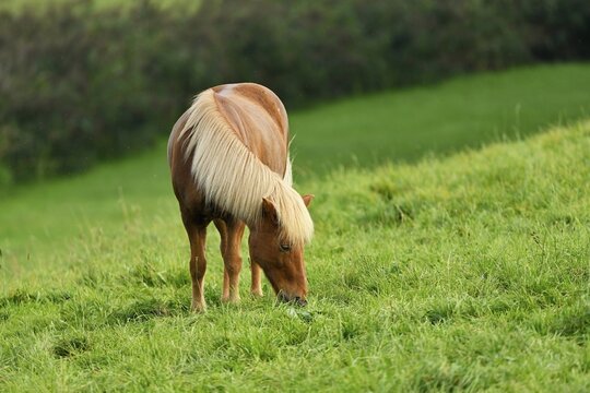 Icelandic horse eating grass in a meadow