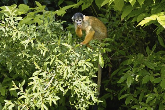 Black-capped squirrel monkey (Saimiri boliviensis), captive, Switzerland