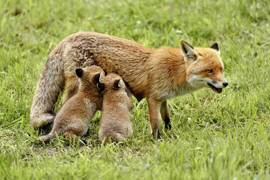 Two red fox (Vulpes vulpes), sucking mother's milk from the fawn, captive, Switzerland