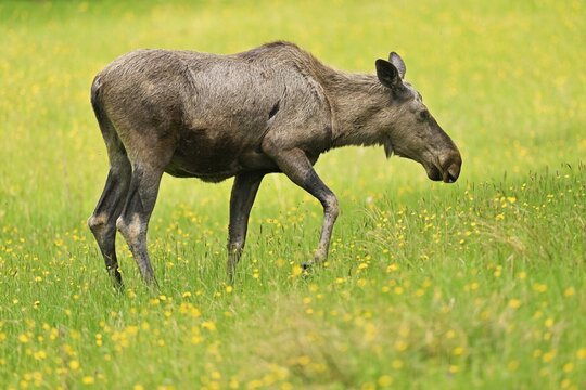 Elk (Alces alces), standing in meadow, captive, Switzerland