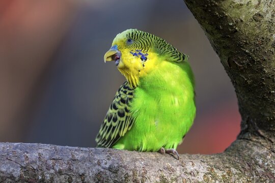 Green-yellow budgie (Melopsittacus undulatus), captive, Sababurg Zoo, Hesse, Germany
